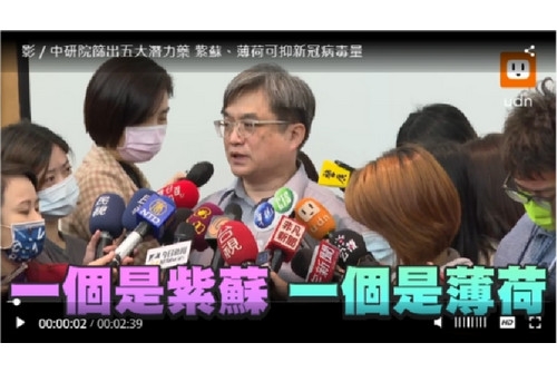 薄荷、紫蘇等5藥物中研院發現具抑制新冠病毒活性潛力